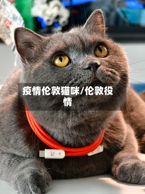 疫情伦敦猫咪/伦敦役情